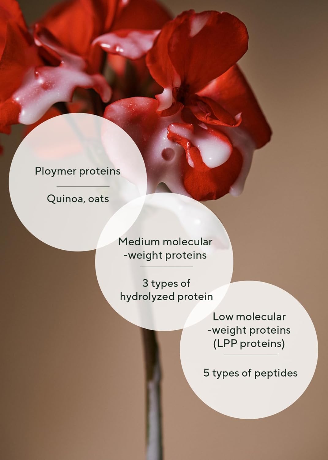 AROMATICA Quinoa Protein Hair Ampoule 3.38 fl. Oz - Vegan Protein Hair Serum for Silky Hair | Nourishing Dry, Damaged Hair | Silicone Free