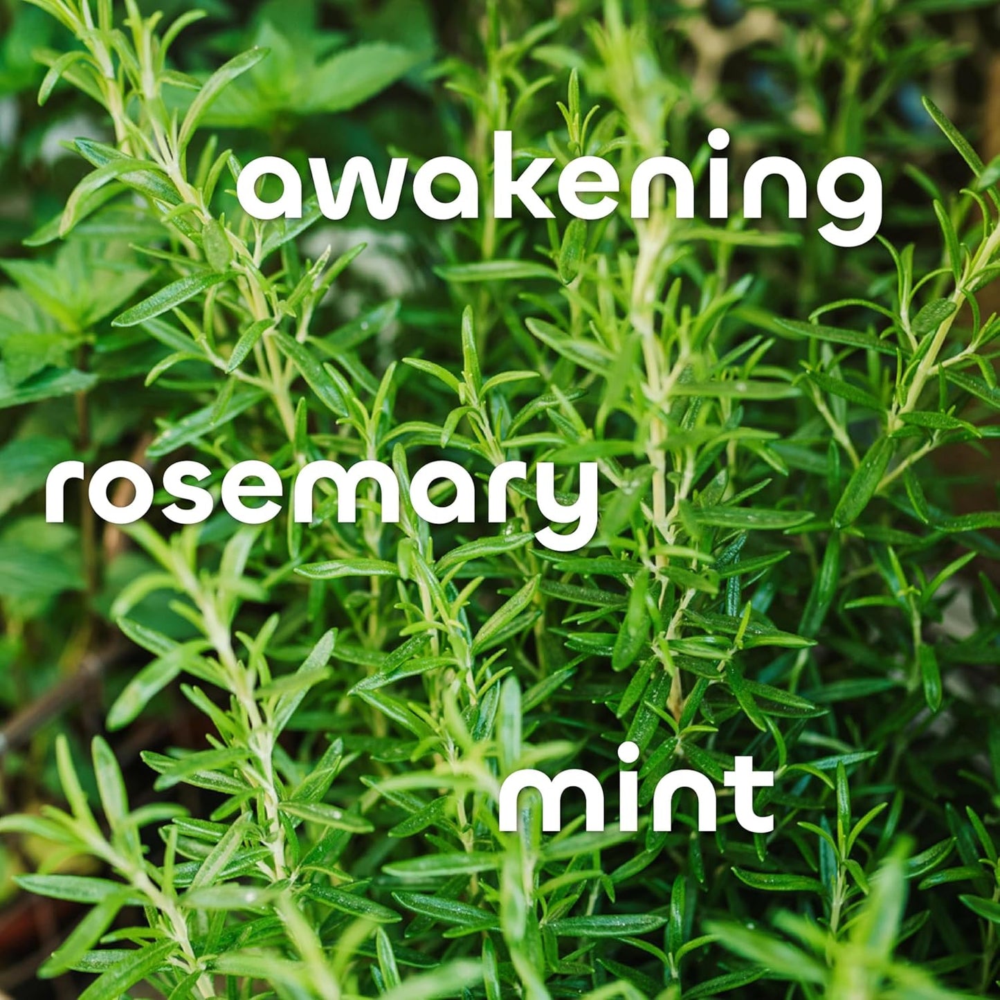 Seaweed Bath Co. Detox Body Wash, Rosemary Mint Scent, 12 Ounce, Shower Gel for Men & Women, Vegan, Paraben Free, Sulfate Free, Cruelty Free